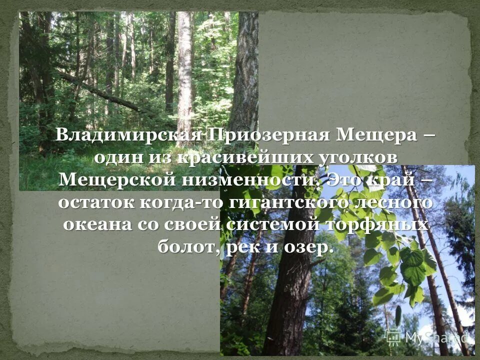 Мещера остаток лесного. Мещера остаток лесного океана. Докучаев почва зеркало ландшафта. Мещера остаток лесного океана в Мещере.