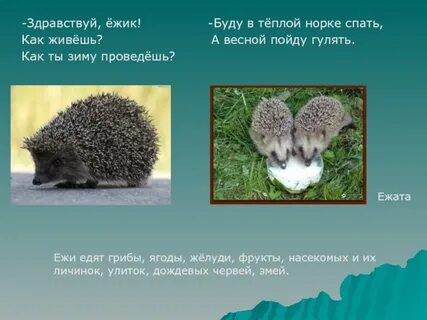 Здравствуйте ежик