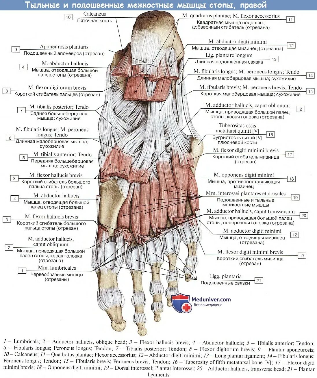 Червеобразные мышцы стопы анатомия. Тыльные межкостные мышцы стопы. Мышцы стопы анатомия подошвенная. Короткий сгибатель пальцев стопы анатомия. Отводящий большой палец стопы