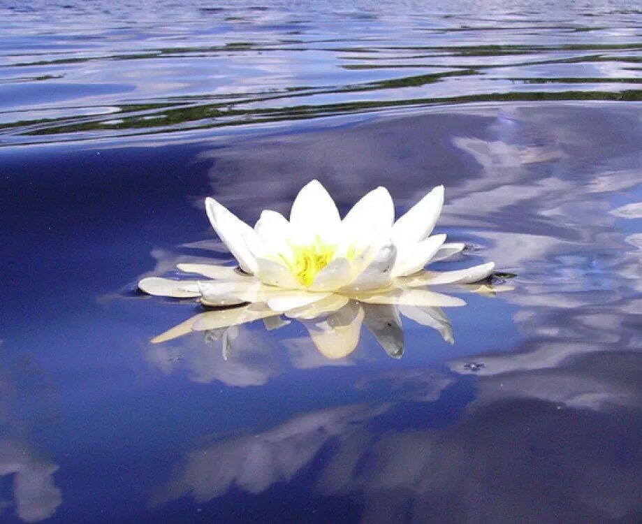 Днем кувшинка нежится. Кувшинка белая водяная лилия. Днем кувшинка нежится. Днем кувшинка нежится. Ондинея кувшинка.