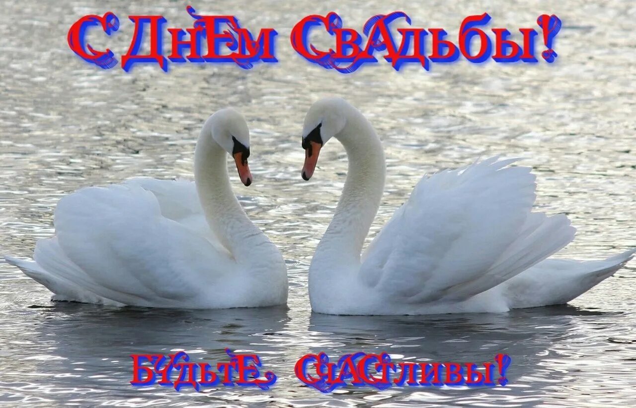 Есть лет свадьбы. С днем свадьбы лебеди. открытка с днем свадьбы с лебедями. с годовщиной свадьбы лебеди. с днём свадьбы поздравления лебеди.