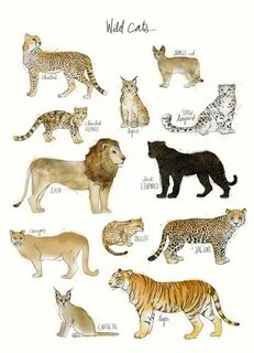 Big cats live all around