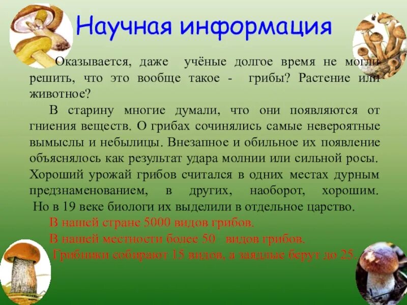 Почему появляются грибы. Актуальность проекта про грибы. Грибы это растения или животные. Грибы как и растения. Грибы это растения или нет.