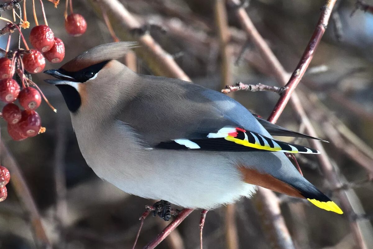 Свиристель обыкновенный (Bombycilla garrulus). Свиристель обыкновенный ‒ Bombycilla garrulus (l., 1758). Кедровка обыкновенный свиристель. Свиристель Сибирская. Свиристель в лесу