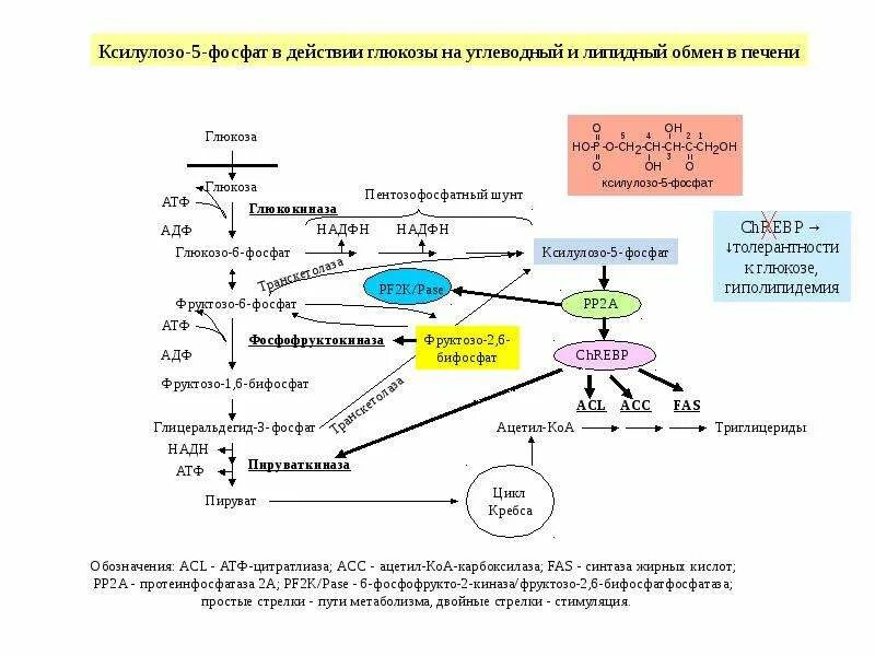 Регуляция метаболизма Глюкозы в печени схема. Пути регуляции обмена веществ биохимия. Схема метаболизма углеводов в печени. Метаболизм углеводов в печени биохимия. Как происходит обмен углеводов