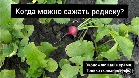 Дни посадки редиски