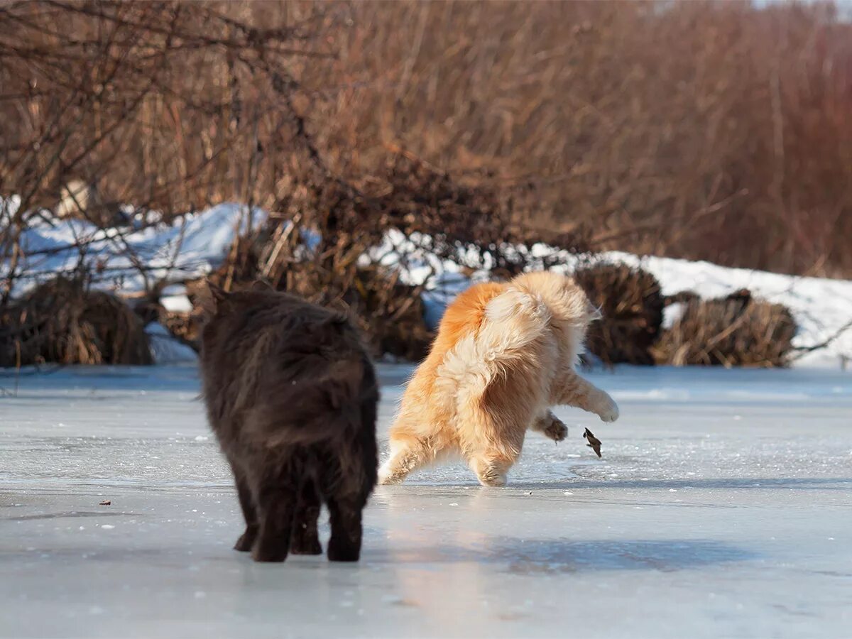Кот скользит. Котик на льду. скользко кот. кот скользит на льду. рыжий кот на льду.