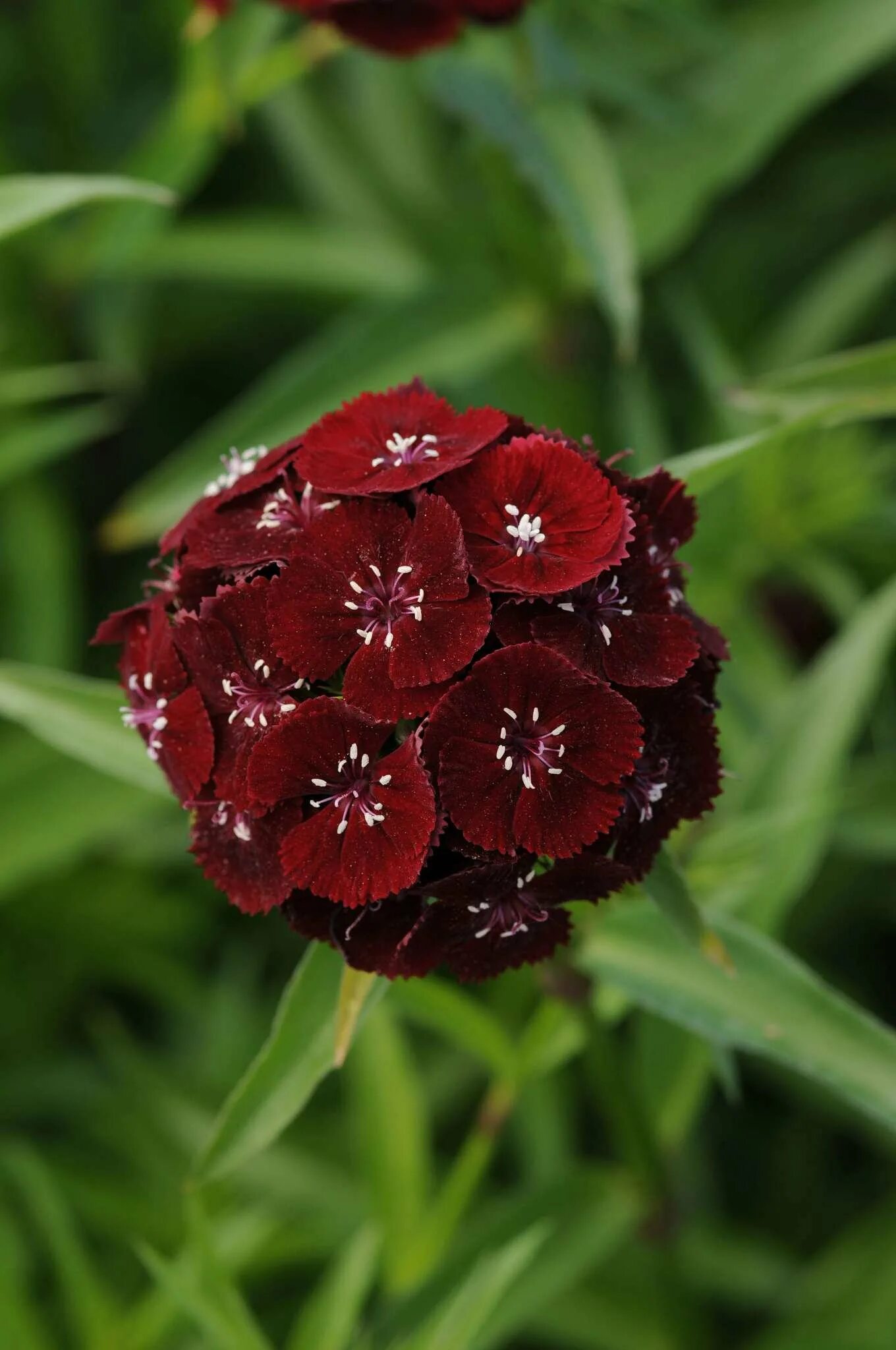 Гвоздика турецкая окрасок. Гвоздика турецкая (Dianthus barbatus). Гвоздика бородатая - Dianthus barbatus. Гвоздика турецкая Диабунда ред. Гвоздика турецкая Блэк черри.