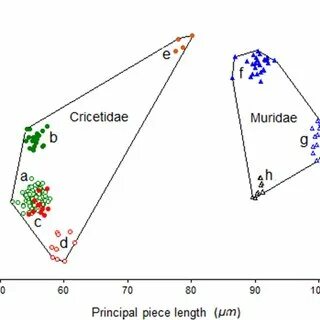 Piece length