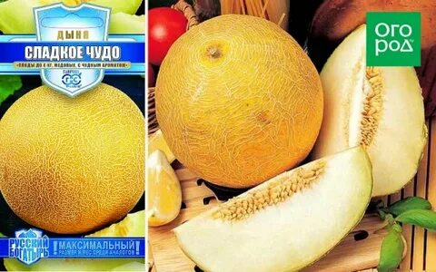 Дыня чудо чудес