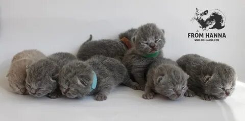 Эволюция котят 1