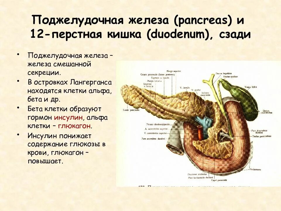 Застенные железы 12 перстной кишки. 12 Перстная кишка и поджелудочная железа. 12 Перстная кишка печень поджелудочная железа. Поджелудочная железа и 12 перстная кишка анатомия.