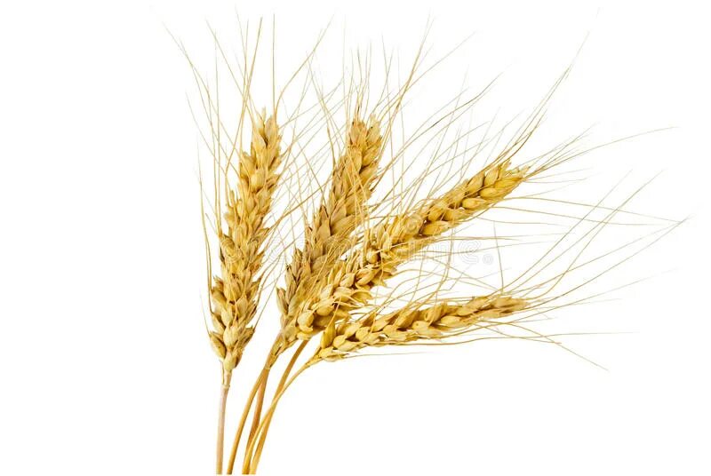 Пшеница и рожь колосья. Колосья ржи. Колосок ржи. Колосья на белом фоне. Пшеница колос колос.