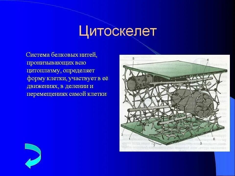 Цитоплазма и цитоскелет. Микротрубочки образуют цитоскелет. структурные элементы цитоскелета. цитоскелет клетки строение. цитоскелет его строение и функции.