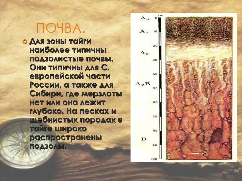 Подзолистые почвы тайги. Почвы Северной тайги. Типичные почвы тайги. Тайга Тип почвы. Тайга почва география