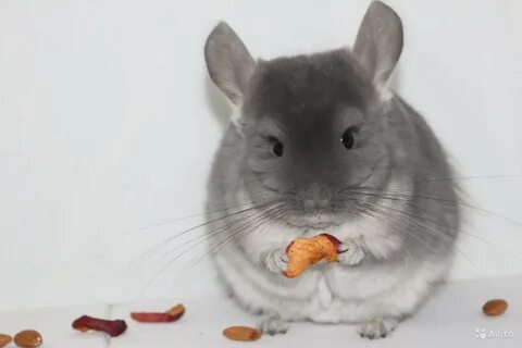 Шиншилла девочка