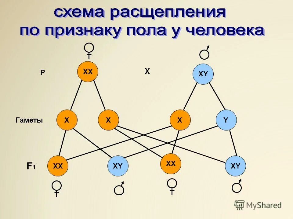 Соматические и половые клетки. Какой набор содержат гаметы. Хромосомный набор соматических и половых клеток. Какой набор содержат гаметы. Какой набор содержат гаметы.