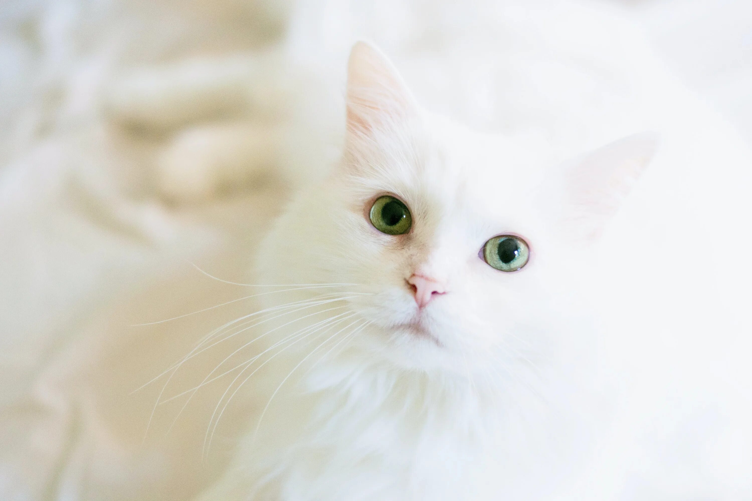 Wait cats
