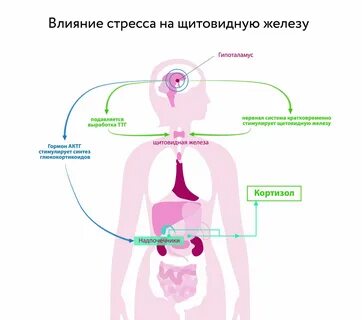 Влияние на развитие щитовидной железы