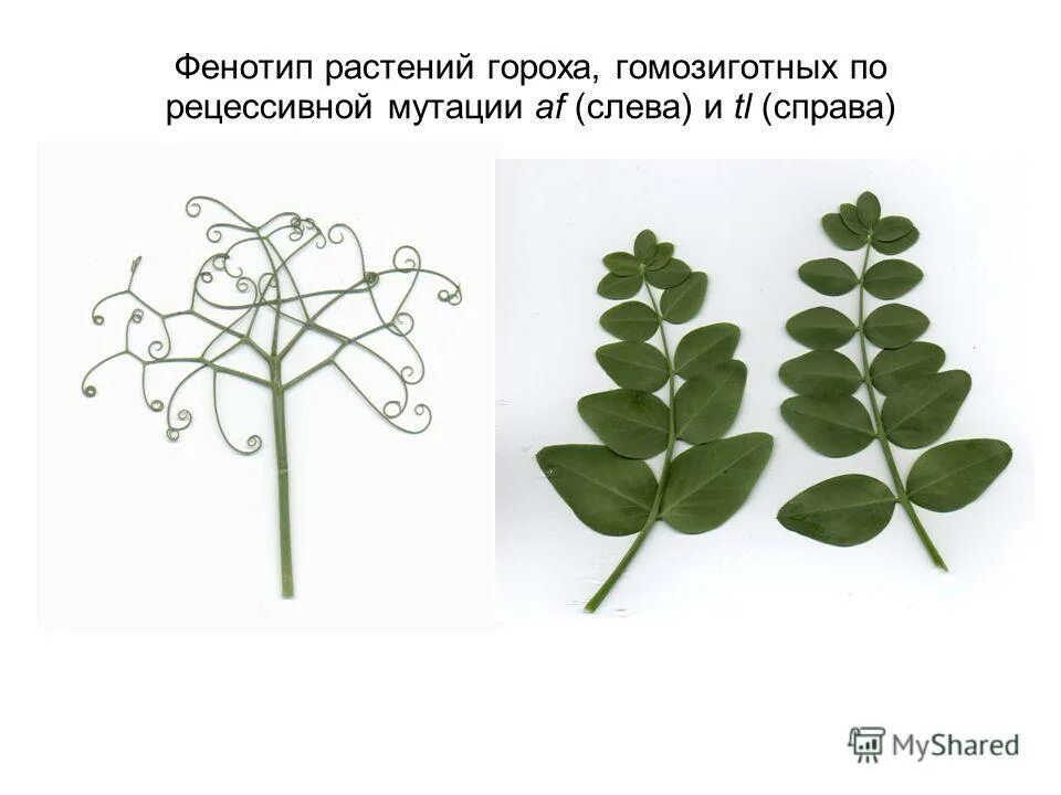 Фенотипы листа. Фенотип растения зависит от. Генотипы и фенотипы белого клевера. Фенотип растения пример. Фенотипы листа.