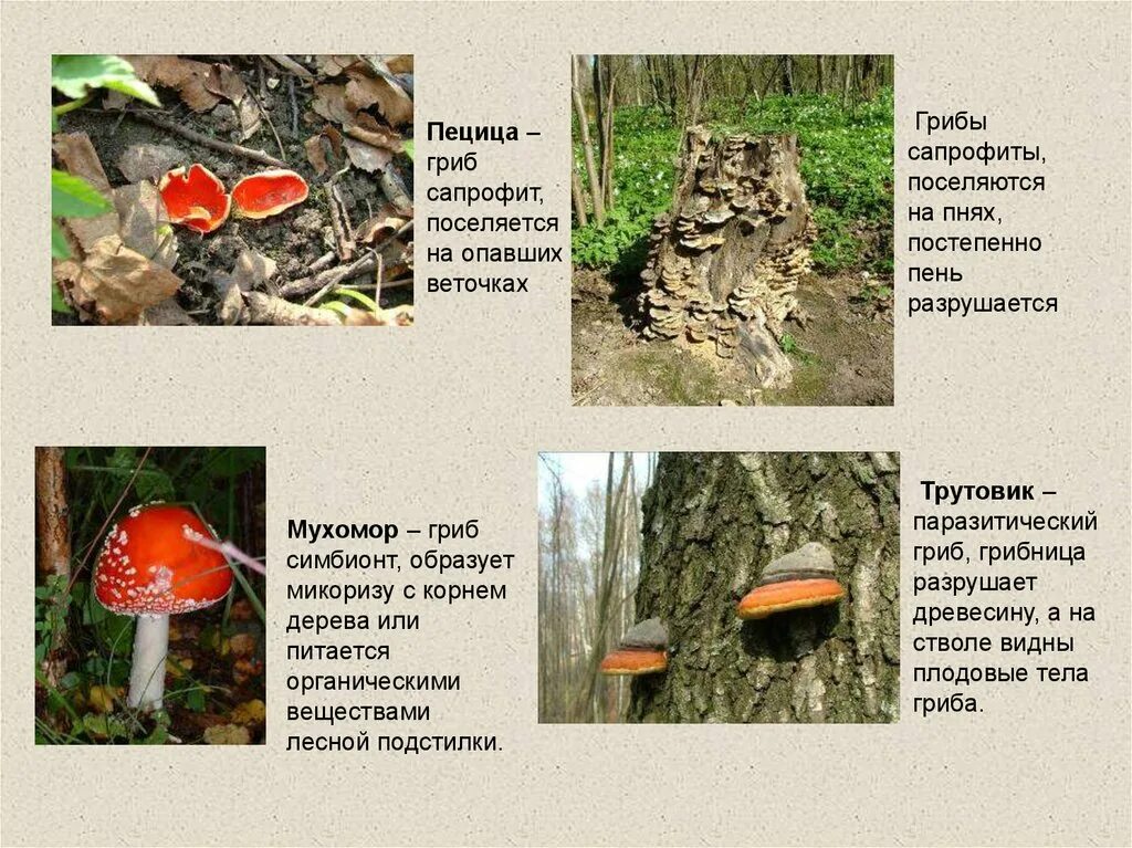 Активный образ жизни относится к грибам. Грибы сапрофиты паразиты симбионты. Гриб сапротроф. Грибы спорофиты. Примеры грибов сапрофитов.