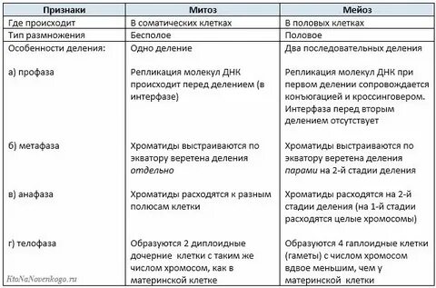 Процессы в интерфазе митоза и мейоза