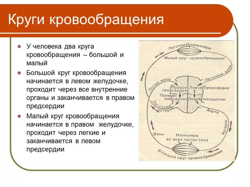 Конец большого круга. Круги кровообращения. Большой и малый круг кровообращения. Большой круг кровообращения начинается. Большой и малый круг кровообращения кратко.