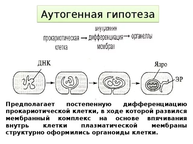 Гипотезы происхождения эукариот. Гипотезы происхождения эукариотических клеток. Аутогенная гипотеза происхождения эукариот. Инвагинационная гипотеза схема. Появление эукариотических организмов