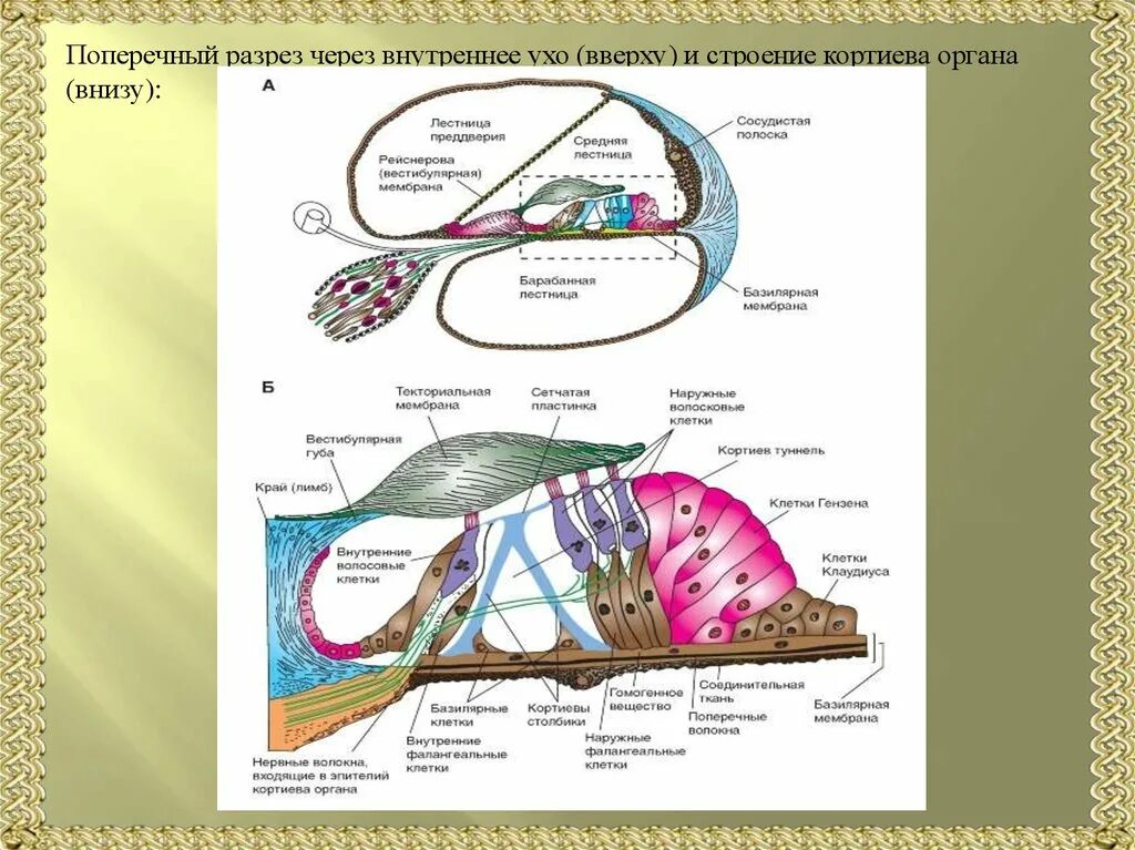 Внутреннее ухо Кортиев орган. Строение внутреннего уха Кортиев орган. Кортиев орган внутреннего уха анатомия. Строение уха Кортиев орган. Чувствительные клетки внутреннего уха