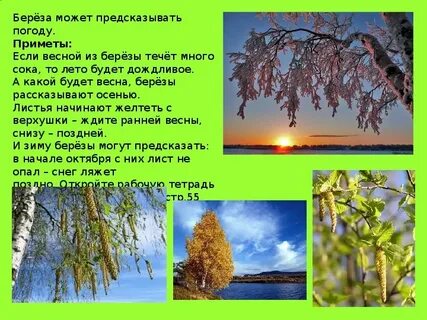 Весной береза окружающий мир 2 класс