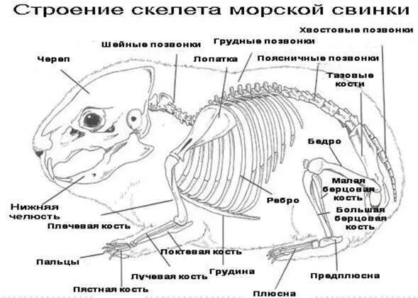 Строение хомяков. Строение скелета морской свинки. Строение хомяка джунгарика скелет. Анатомия морской свинки скелет. Строение морской свинки анатомия самца.