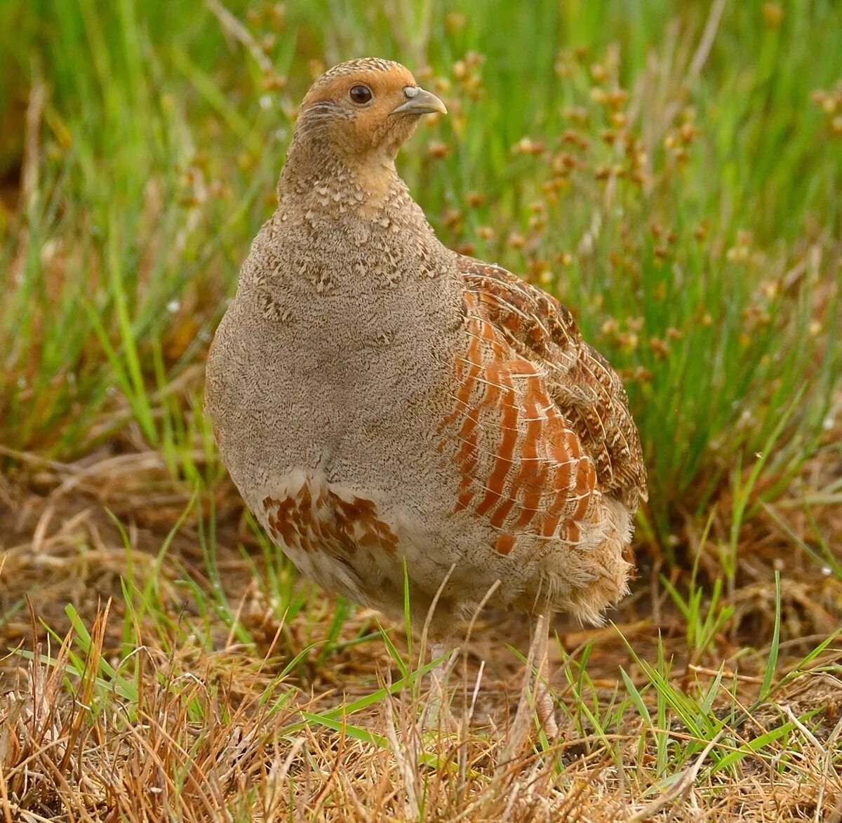 Серая куропатка (Perdix Perdix). Степная куропатка. Степная серая куропатка.