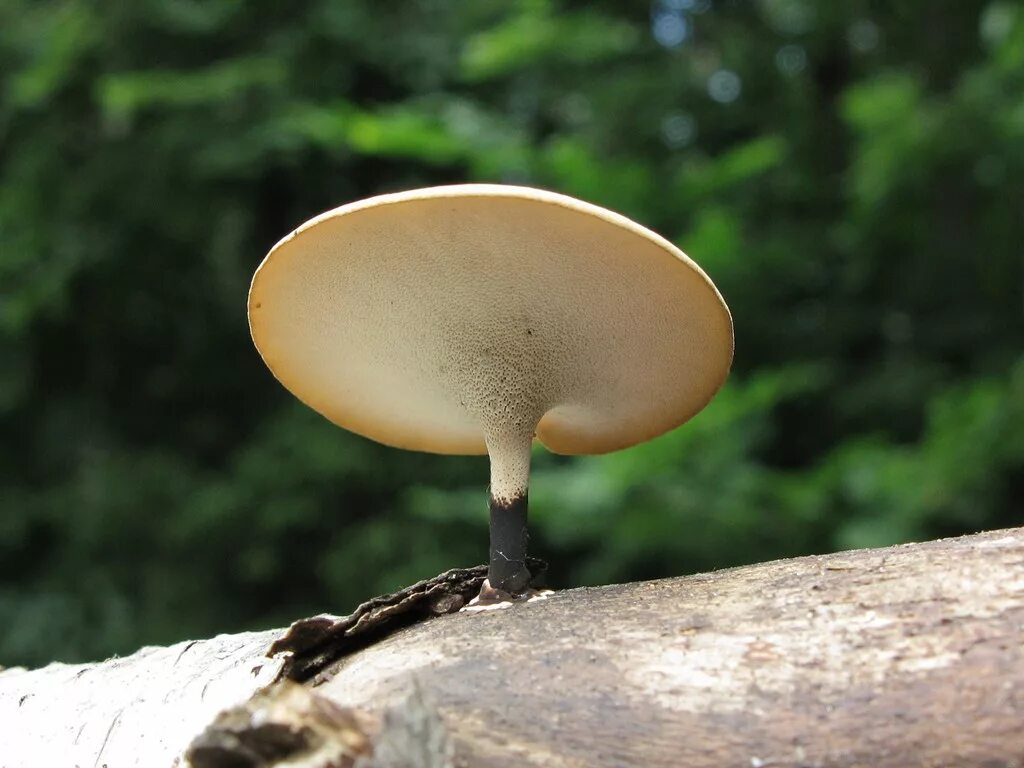 Пластинчатый гриб на дереве. Трутовик изменчивый (Polyporus varius). Трутовик (Polyporus rhizophilus). Трутовик весенний. Трубчатый гриб трутовик.
