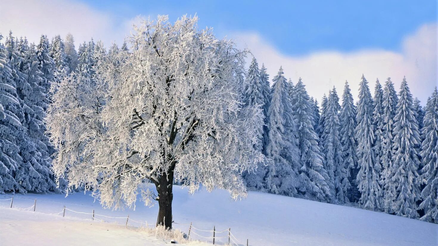 Зимний лес в 2560-1980. Зимой в лесу. Снег лес крупный план. Деревья в снегу. Зимние деревья вид снизу.