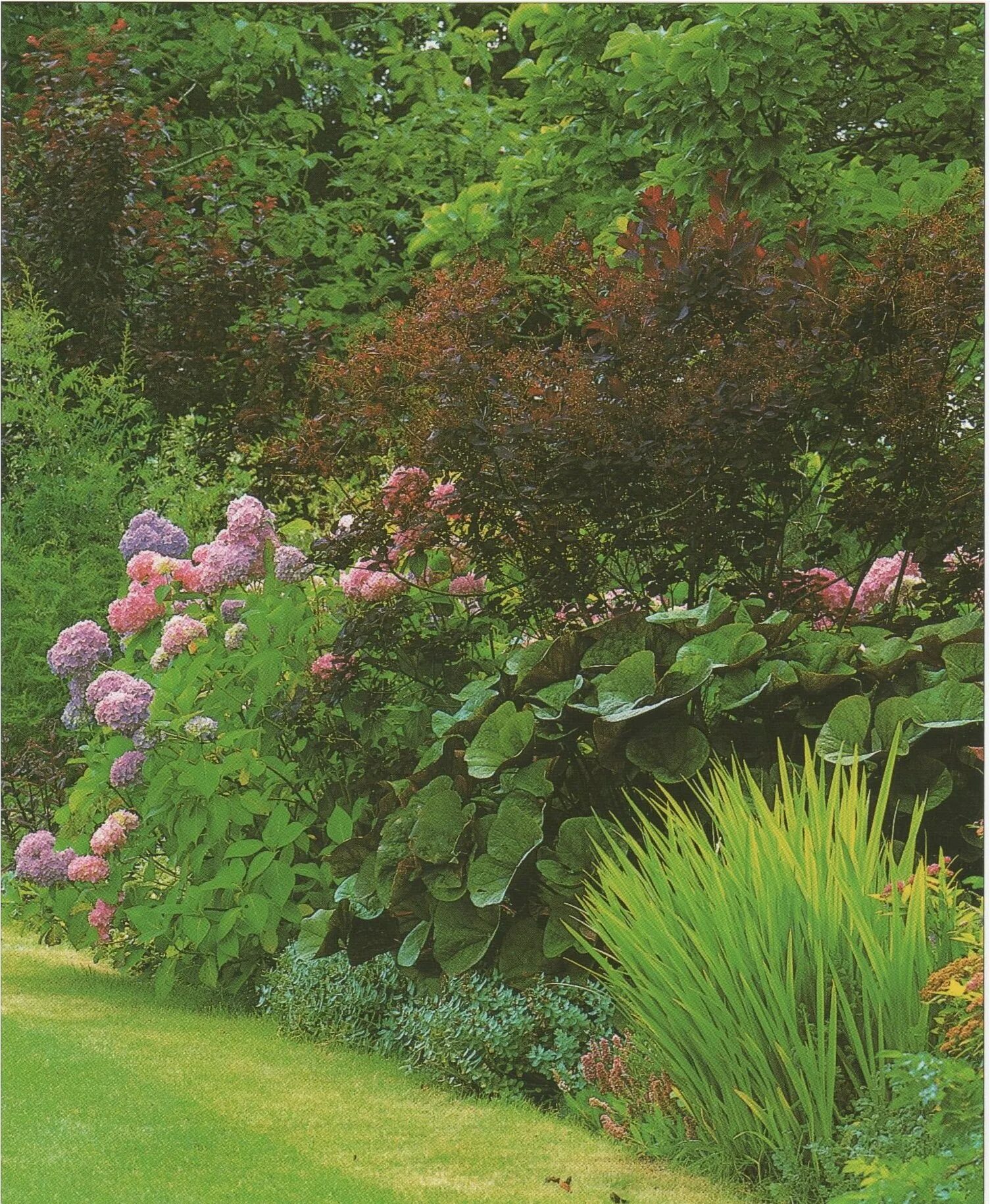 Живучка тенелюбивые. Астильба хоста миксбордер. Хоста и живучка. Луковичные почвопокровники. Низкорослые тенелюбивые многолетники.