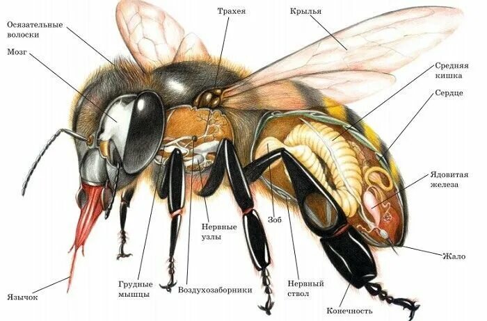 Анатомия пчелы медоносной. Внутреннее строение пчелы медоносной. Строение пчелы медоносной. Физиология пчелы медоносной.