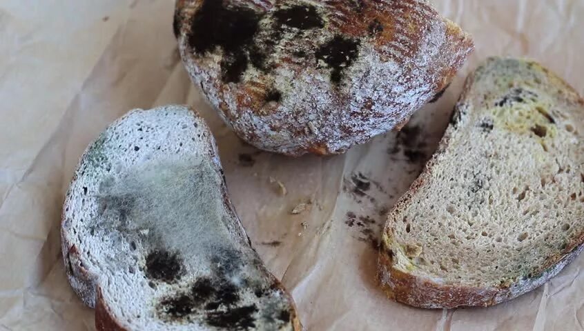 Грибы в хлебе. Хлебные булочки с жареным луком. Гриб мукор на хлебе. Плесневые грибы на хлебе. Грибная мука.