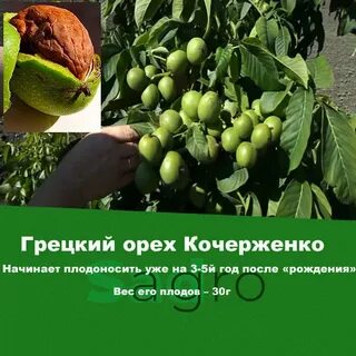 На какой год начинает плодоносит