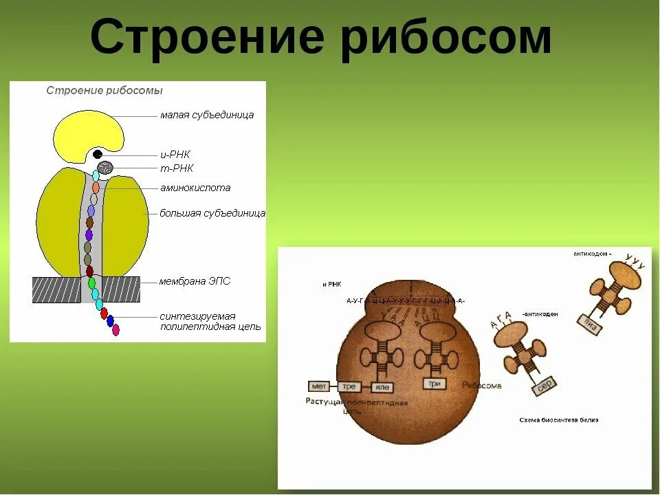 Внутреннее строение рибосомы. Схема рибосомы клетки. строение рибосомы. структура рибосомы биохимия. строение рибосом биохимия.