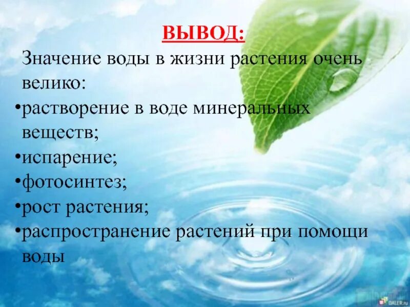 Какое значение имеет вода для растений кратко. Роль воды в жизни растений. Значение воды в жизни растений. Значение воды для растений. Важность воды для растений.