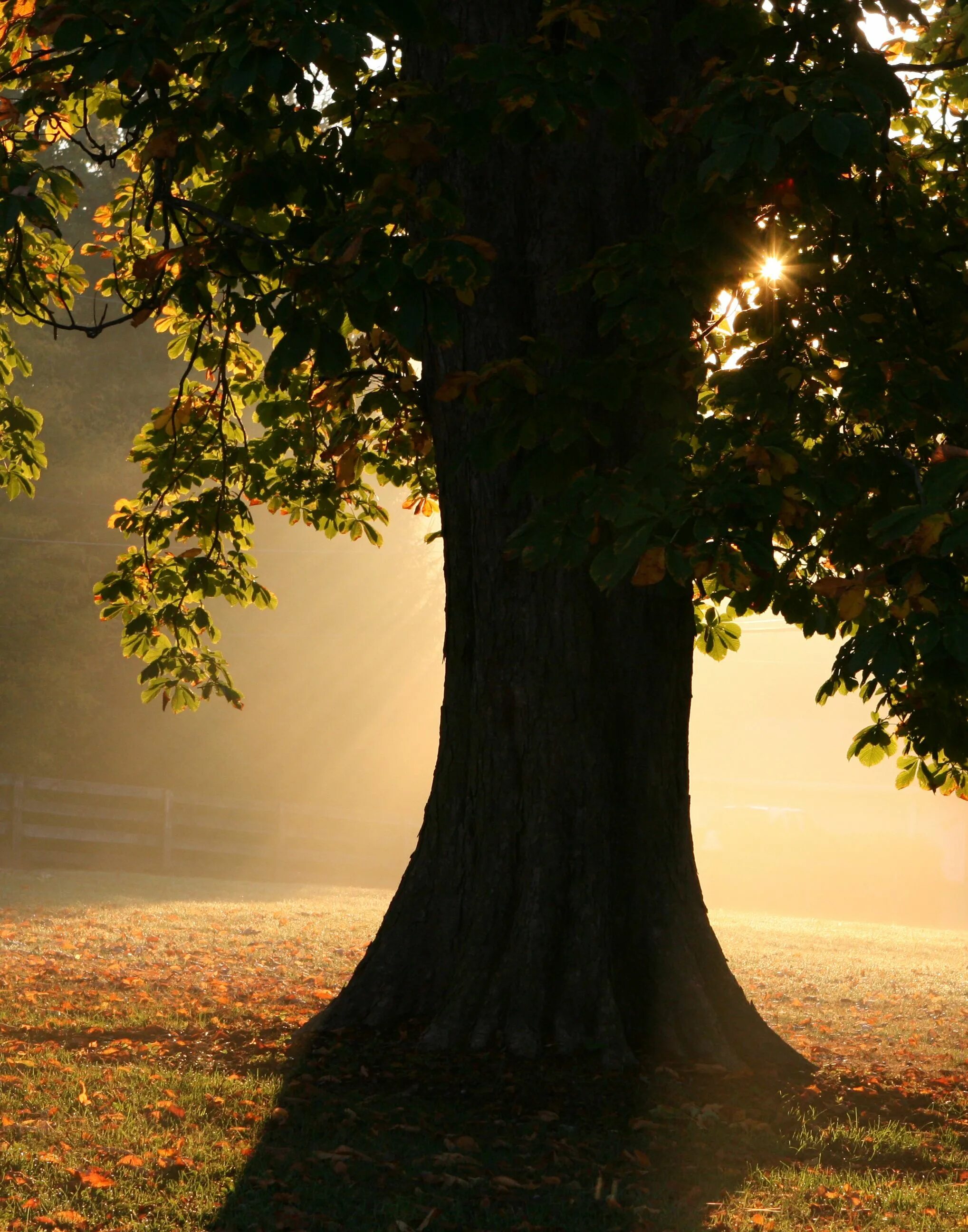 Please the trees