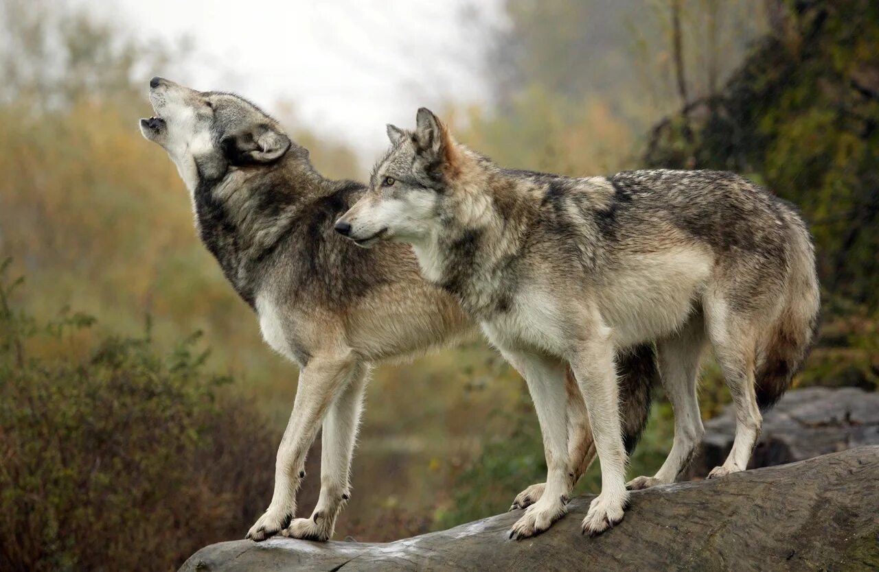 Родина дружелюбного волка. Волк. Прикаспийский волк. Кавказский волк. Русский волк.