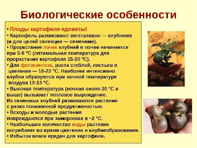 Признаки класса картофеля