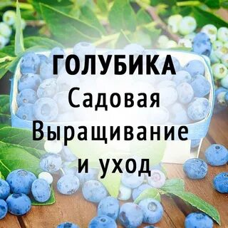 Голубика витамины