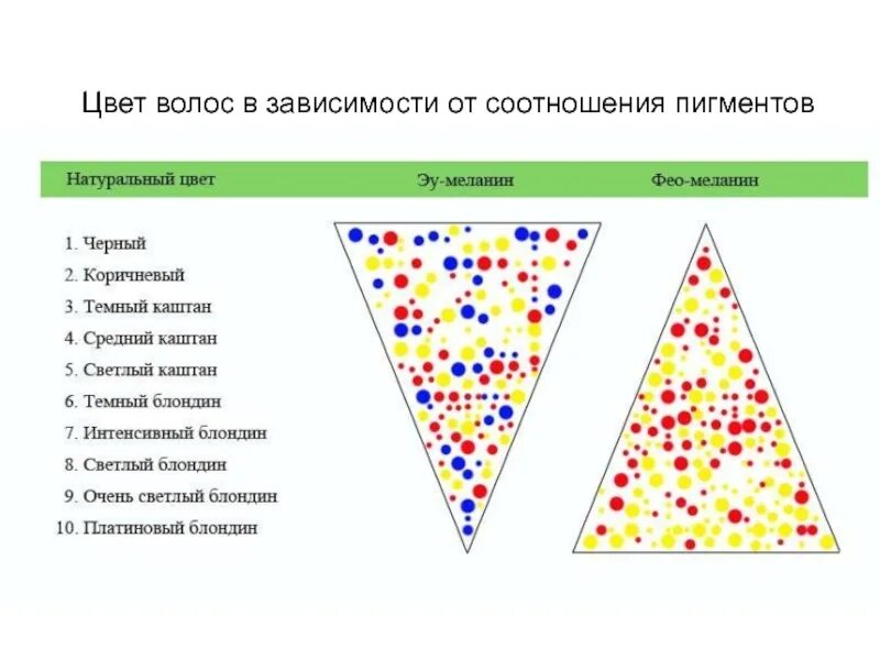 Меланин пигмент волос. Пигменты меланина в волосах схема. Меланин эумеланин феомеланин. Строение волоса эумеланин и феомеланин. Типы пигментов волос.