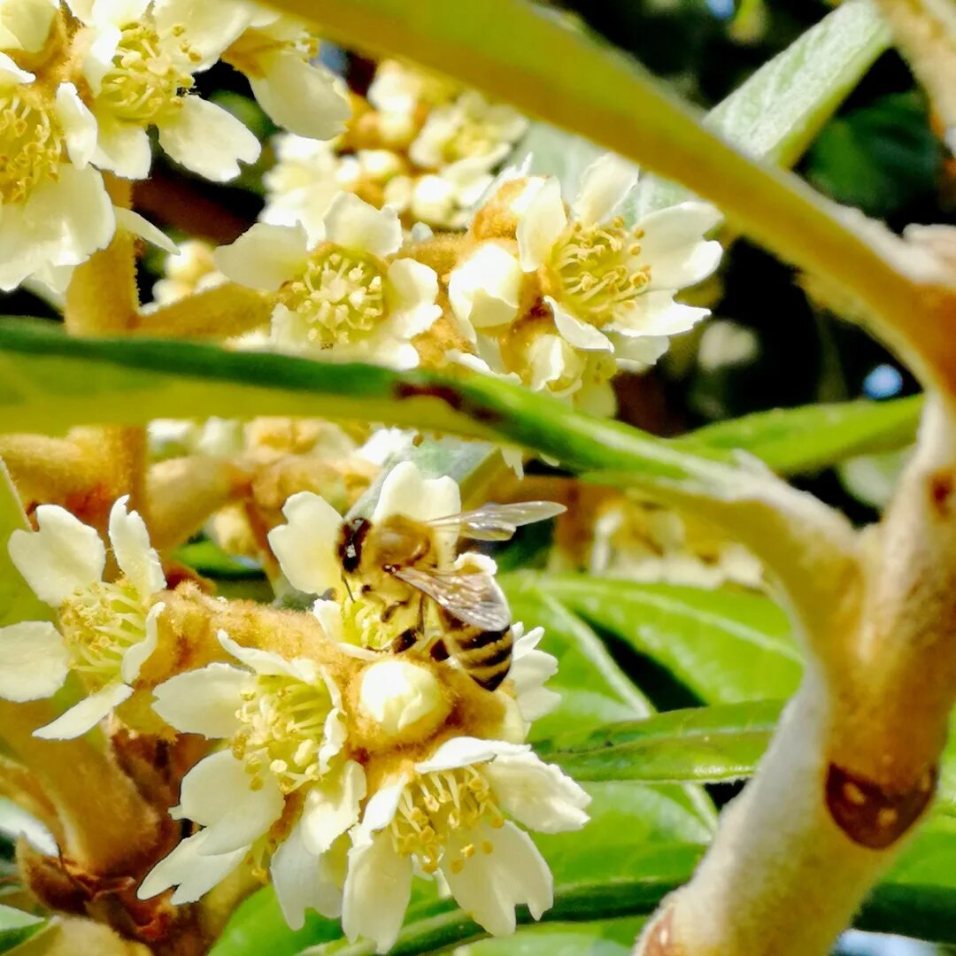 мушмула японская цветет. мушмула японская цветение. мушмула цветение. мушмула японская цветение. мушмула германская цветет.