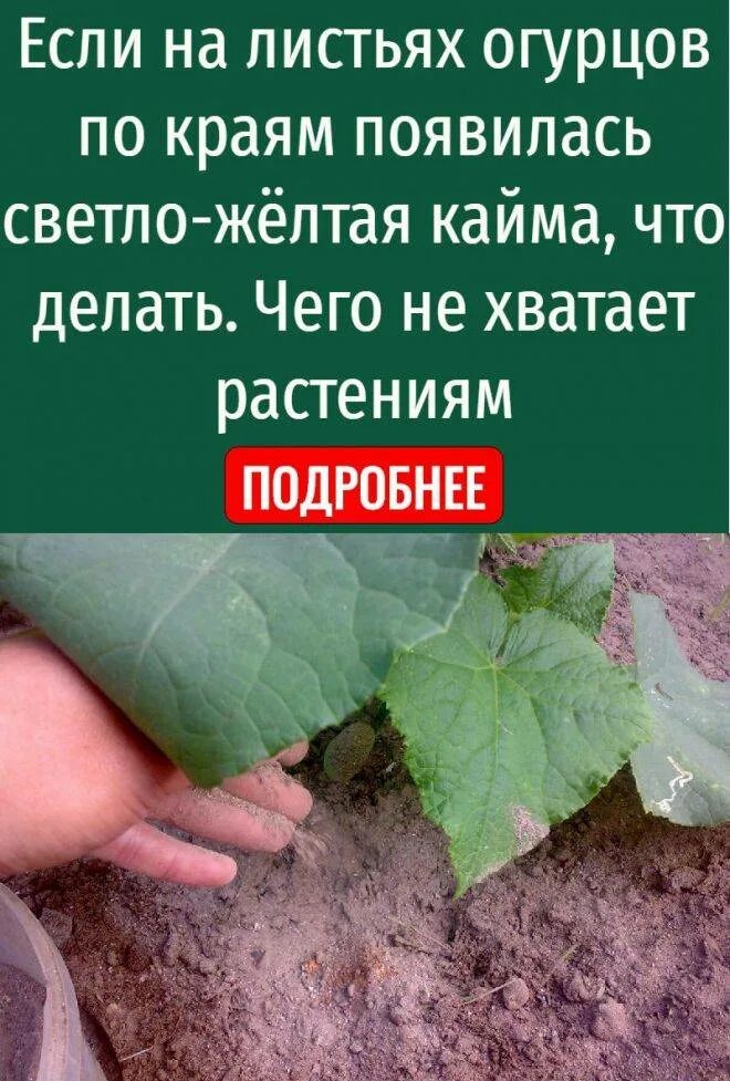 Почему желтеют края огурцов. Огурцы желтеют листья. Желтеют листья огурцов причина. Отчего желтеют листья у огурцов. Почему желтеют листья у огурцов в теплице.