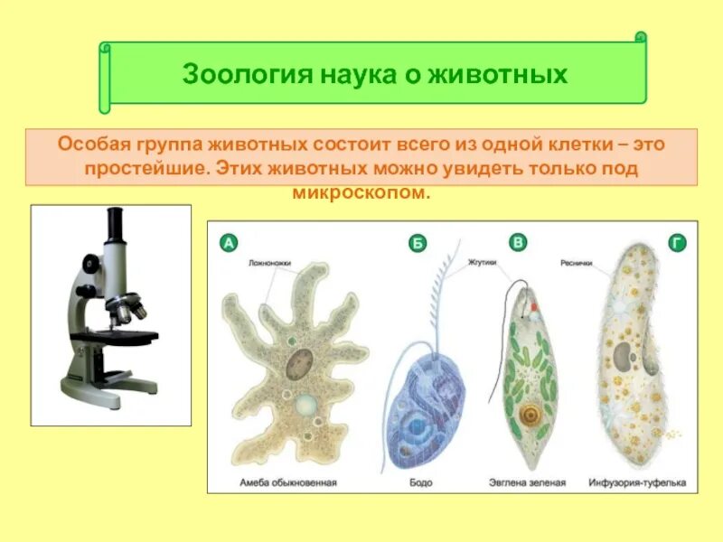 Презентация по зоологии. Науки зоологии. Из одной клетки состоят. Презентация на тему Зоология 5 класс.