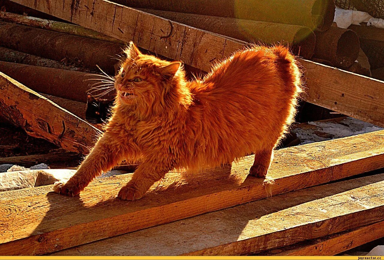 Рыжий кот режим работы. Рыжая кошечка. потрепанная рыжая кошка. мощный рыжий кот. пьяные рыжие коты.