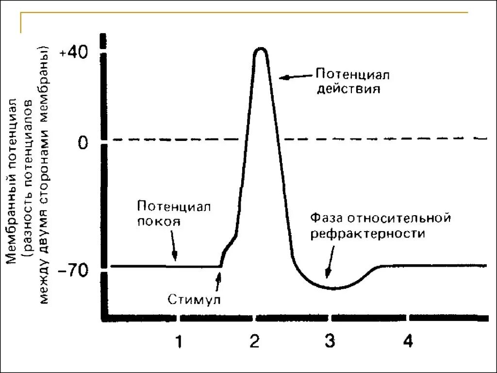 График потенциала действия физиология. Мембранный потенциал покоя схема. Мембранный потенциал и потенциал действия. Мембранный потенциал покоя фазы. Формирование потенциала покоя клетки.